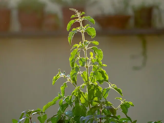 तुलसी का पौधा किसी को देना चाहिए या नहीं